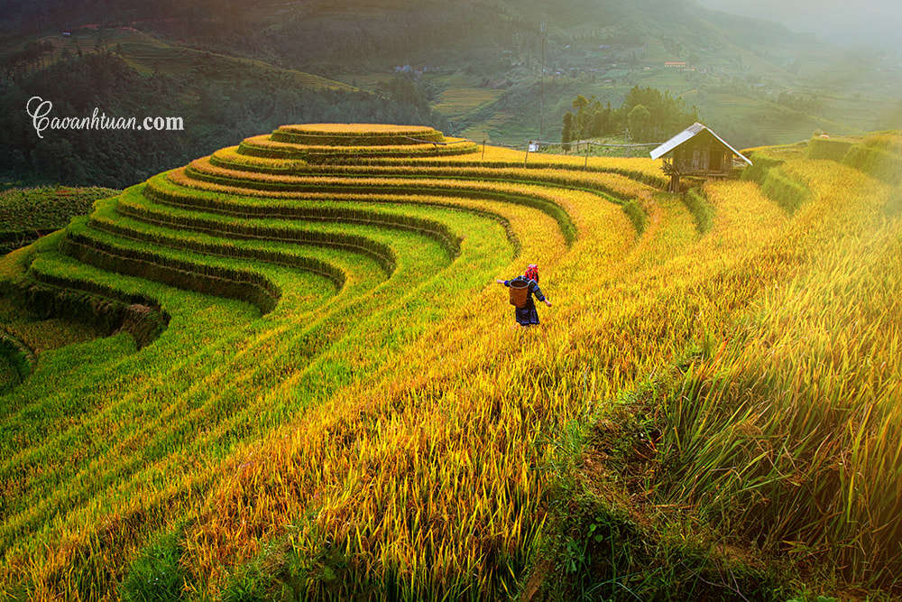 Kinh Nghiệm Du Lịch Mù Cang Chải Mùa Lúa Chín